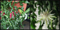 Epiphyllum Cutting 12" Guatemalense Monstrose Curly Locks Orchid Cactus Epiphyllum guatemalense