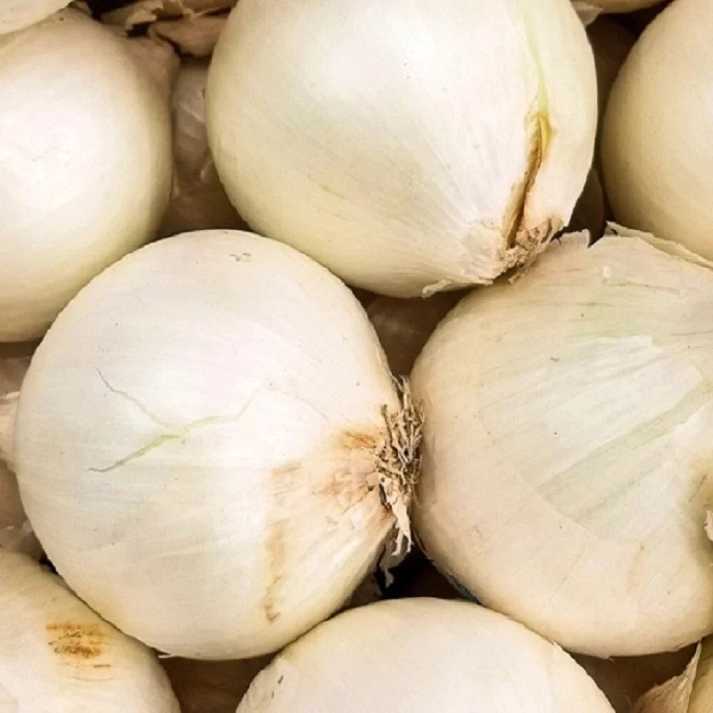Early White Grano Onion Seeds - Non-GMO Heirloom Allium cepa for Garden, Salad, Cooking, Fresh Harvest