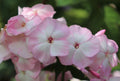 Mother of Pearl Phlox Seeds - 100+ Pack, Garden Planting, Phlox paniculata, Perennial, Pollinator Attracting, USA Grown