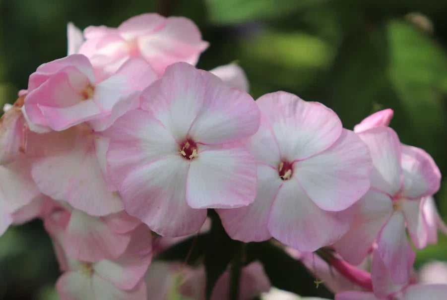 Mother of Pearl Phlox Seeds - 100+ Pack, Garden Planting, Phlox paniculata, Perennial, Pollinator Attracting, USA Grown