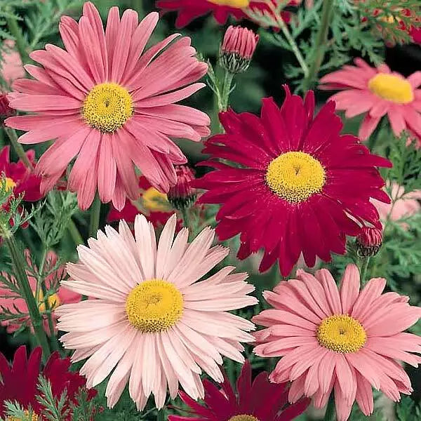 Painted Daisy Seeds - Multi-Color Perennial Flowers - Tanacetum corymbosum - 300+ Seeds for Garden, Attracts Pollinators, Easy to Grow