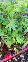 Black Elderberry Plants - 2 Live Rooted Cuttings - Sambucus nigra - Organic Bush for Garden or Landscape