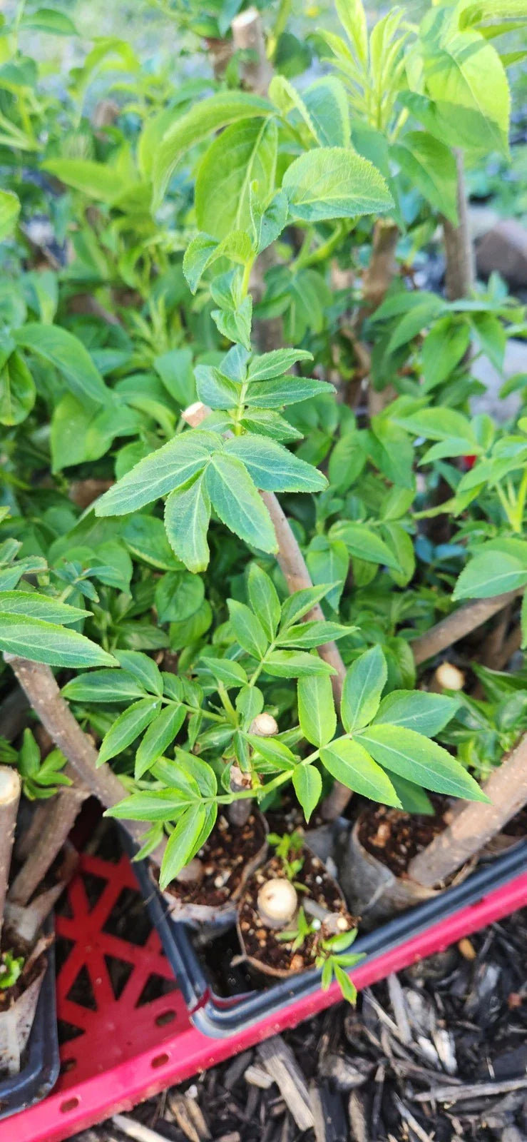 Black Elderberry Plants - 2 Live Rooted Cuttings - Sambucus nigra - Organic Bush for Garden or Landscape