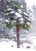 Windmill Fan Palm Seeds, Trachycarpus fortunei, Hardy Tropical Tree for Garden and Landscape, 50 Seeds