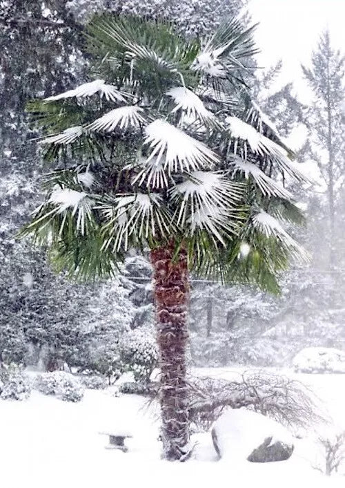 Windmill Fan Palm Seeds, Trachycarpus fortunei, Hardy Tropical Tree for Garden and Landscape, 50 Seeds