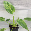 Philodendron giganteum Variegated 4" Live Tropical Houseplant, Rare Giant Aroid, Indoor Plant, Air-Purifying, Easy Care