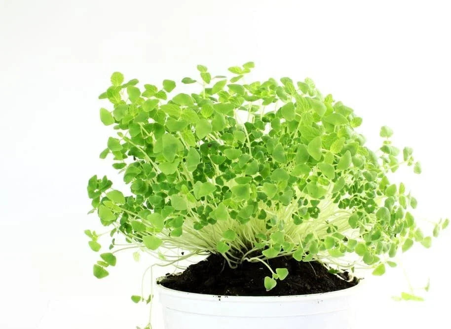 Chia Seeds for Planting - Microgreens Variety - Salvia hispanica - Organic Non-GMO Nutrient-Rich Superfood Seed Pack