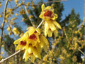 Wintersweet Tree Seeds - Chimonanthus praecox - Fragrant Yellow Flowers - Bushy Shrub - Garden Landscaping Seeds