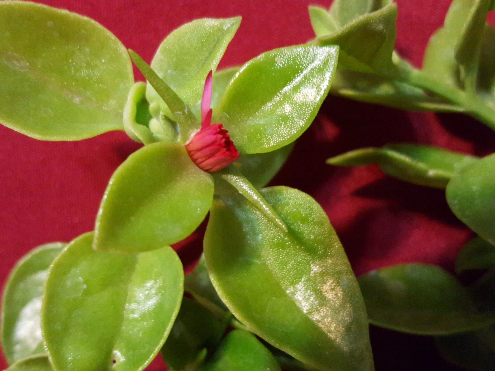 Sun Rose Cutting Pack 10 pcs Red Apple Aptenia cordifolia for Rooting, Succulent Ground Cover