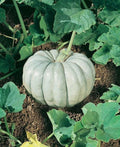 Blue Harvest Pumpkin F1 Seeds – Heirloom Quality Non-GMO Pumpkin Seeds for Planting, Cooking & Decorating