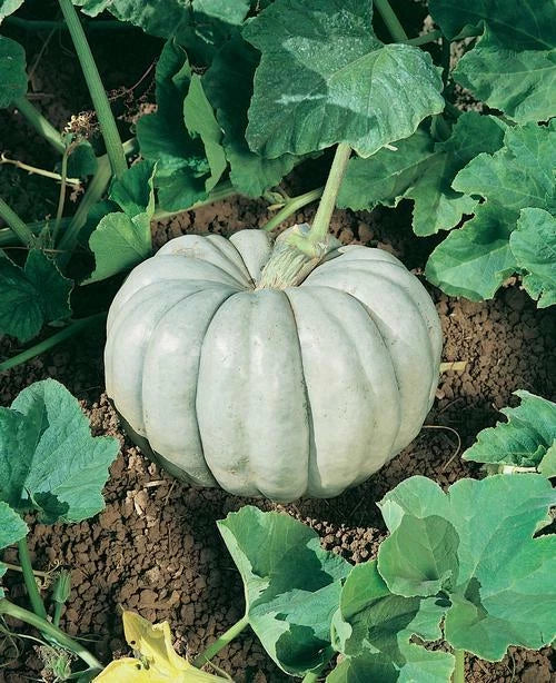 Blue Harvest Pumpkin F1 Seeds – Heirloom Quality Non-GMO Pumpkin Seeds for Planting, Cooking & Decorating
