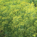Dill Seeds Bulk Packets - Anethum graveolens Culinary Herb, Non-GMO, Annual, 1000+ Seeds for Cooking & Garden