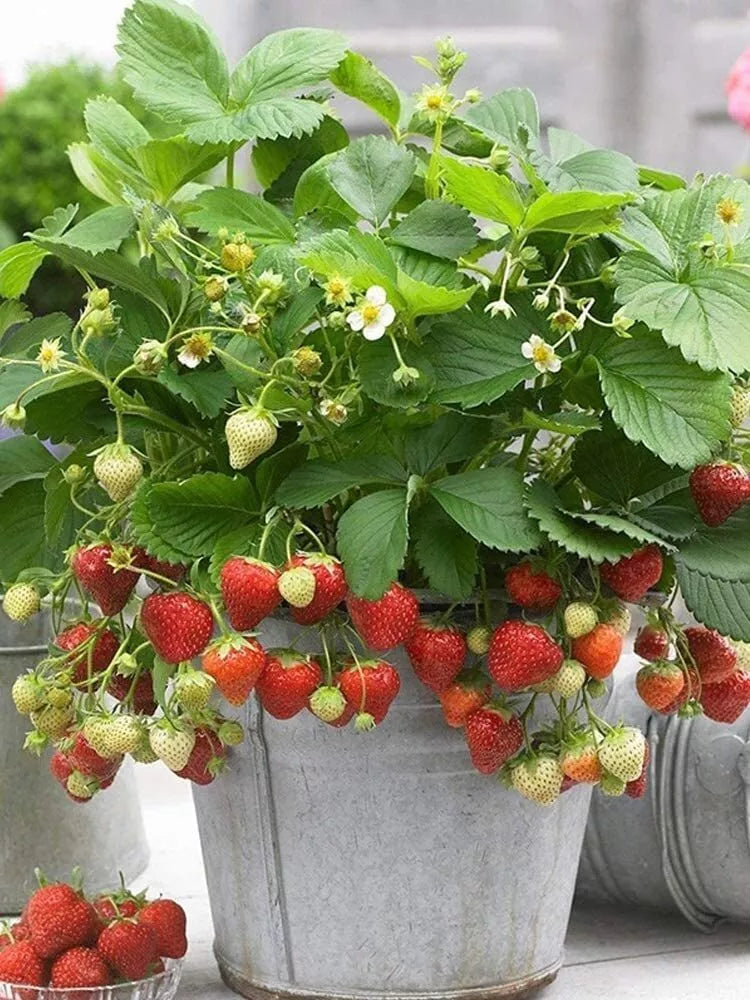 Wild Strawberry Seeds - 200+ Pack, Edible Garden Fruit, Fragaria Vesca, Heirloom Variety, Ground Cover, Organic, Drought-Resistant