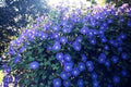 Morning Glory Seeds - 100 Pack - Heavenly Blue Ipomoea tricolor - Vibrant Blue Blooms for Gardens & Trellises