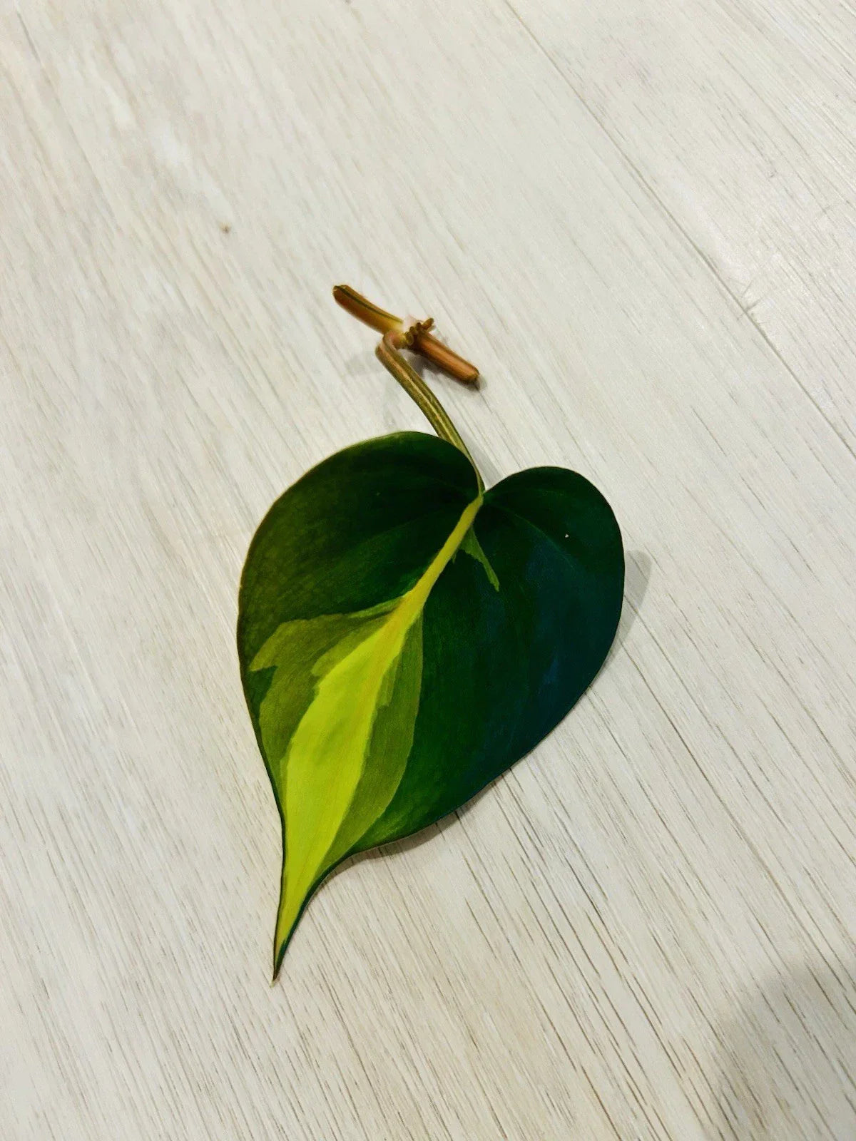 Philodendron Brasil Cutting Nodes for Propagation - Heart-Shaped Indoor Plant