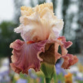 Iris Rhizome - Champagne and Strawberries Variety - Iris germanica Perennial Flower Plant