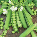Little Marvel English Shelling Pea Seeds | Heirloom Snap Pea Seeds | Sweet, Crunchy Pisum sativum | 2025 Variety