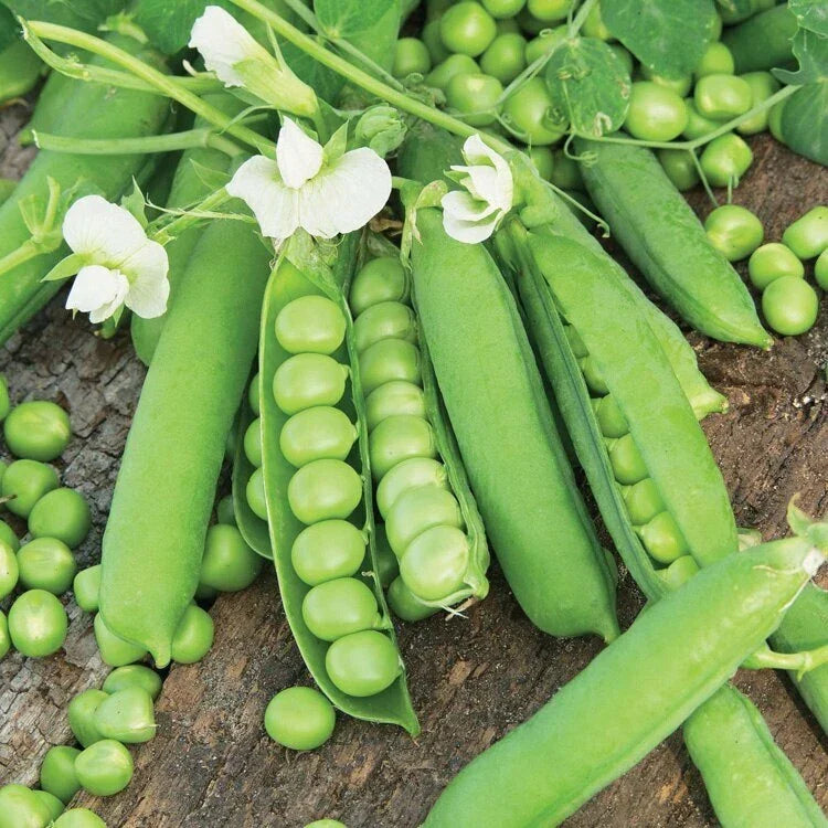 Little Marvel English Shelling Pea Seeds | Heirloom Snap Pea Seeds | Sweet, Crunchy Pisum sativum | 2025 Variety