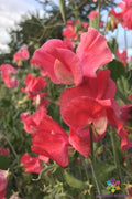 Pocahontas Sweet Pea Seeds - 50+ Pack, Fragrant Climbing Vine, Lathyrus odoratus, Garden Planting, USA Grown