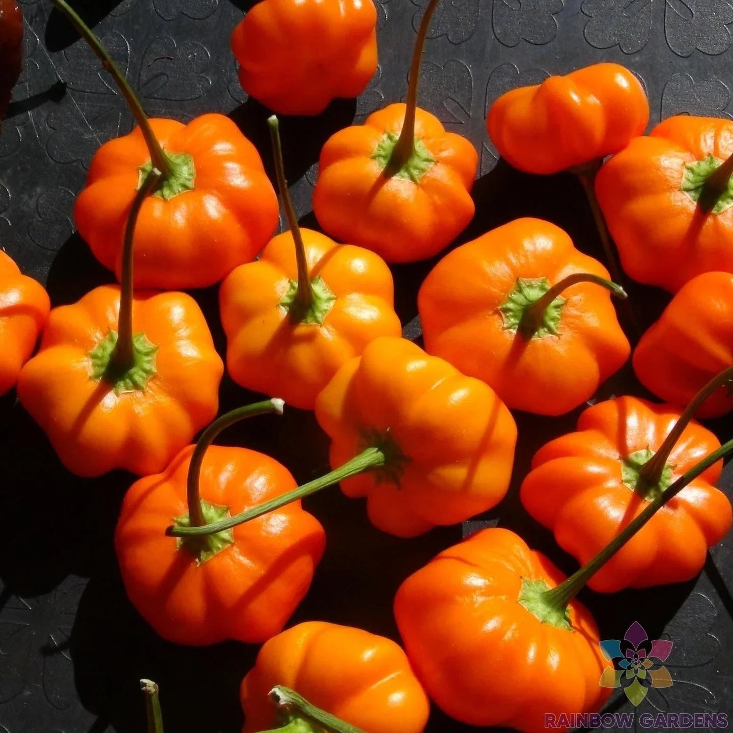 Aji Calabaza Hot Pepper Seeds - 25+ Pack, Capsicum baccatum, Spicy, Heirloom, USA Grown