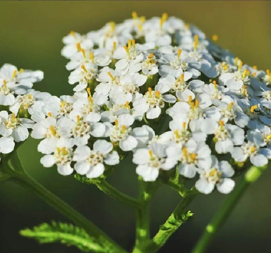 Yarrow Seeds - 200+ Organic Heirloom Achillea millefolium for Garden, Herbal Remedies, Wildflower & Pollinator Attractant