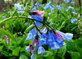 Virginia Bluebell Roots - 15 Fresh Perennial Flower Roots - Mertensia virginica - Blue Blooms, Shade-Loving, Spring Flower Roots