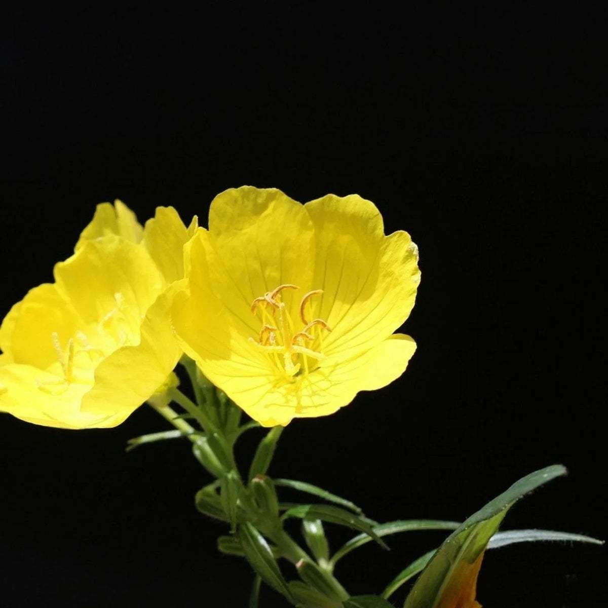 Evening Primrose Bare Root Plant Lot of 2 - Sun Drop Yellow Oenothera biennis