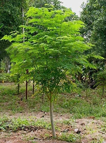 Moringa Tree Seeds 30 Pack - Fast Growing, Easy to Grow - Moringa oleifera, Nutritious Foliage, Ornamental, Shade Tree