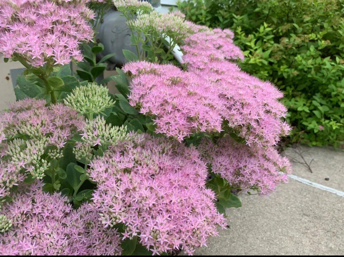Sedum Cutting Autumn Joy | Hardy Succulent Plant | Sedum 'Autumn Joy' | Perennial for Garden, Rock, or Container