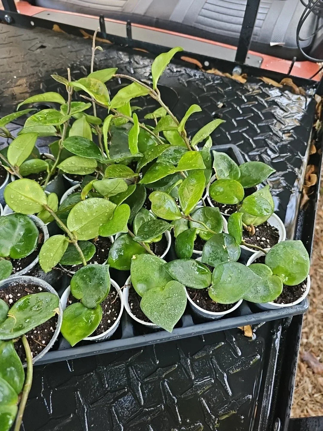 Hoya Carnosa Krinkle 8 Chelsea Live Plant – Rare Indoor Houseplant, Trailing, Easy Care, 6" Long, Air-Purifying, Unique Foliage