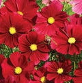 Cosmos Seeds - 140 Count - Dazzler Red Flower - Cosmos bipinnatus - Easy to Grow Annuals for Gardens & Containers