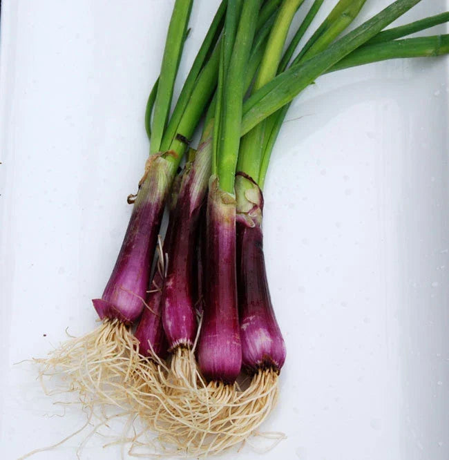 Bulk Deep Purple Bunching Onion Seeds - Allium fistulosum, 500 Count Packet, Mild, Crisp, Sweet, Edible Green Onion Seeds