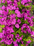 Bougainvillea Starter Plant - Royale Purple Live Plug - Bougainvillea spectabilis - Drought Tolerant, Full Sun, USA Seller