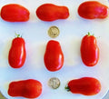 San Marzano Tomato Seeds - 25 Pack - Paste Variety for Sauces & Canning - Solanum lycopersicum