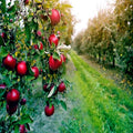 Paradise Apple Tree Seeds - Red Delicious Variety - Malus domestica Non-GMO Fruit Plant for Garden, Orchard, Home Growing