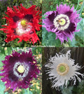 Organic Poppy Seeds JIMI'S FLAG MIX, Red & Purple Breadseed Papaver somniferum, 500 Seeds