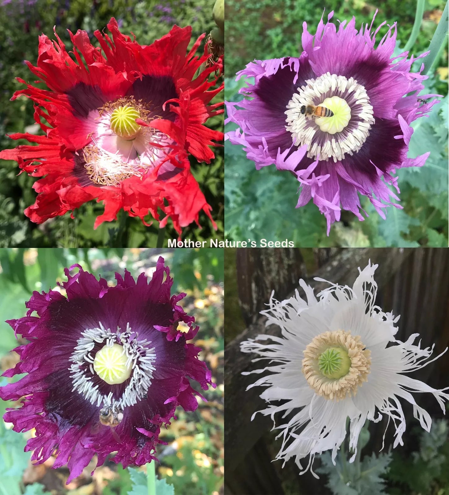Organic Poppy Seeds JIMI'S FLAG MIX, Red & Purple Breadseed Papaver somniferum, 500 Seeds