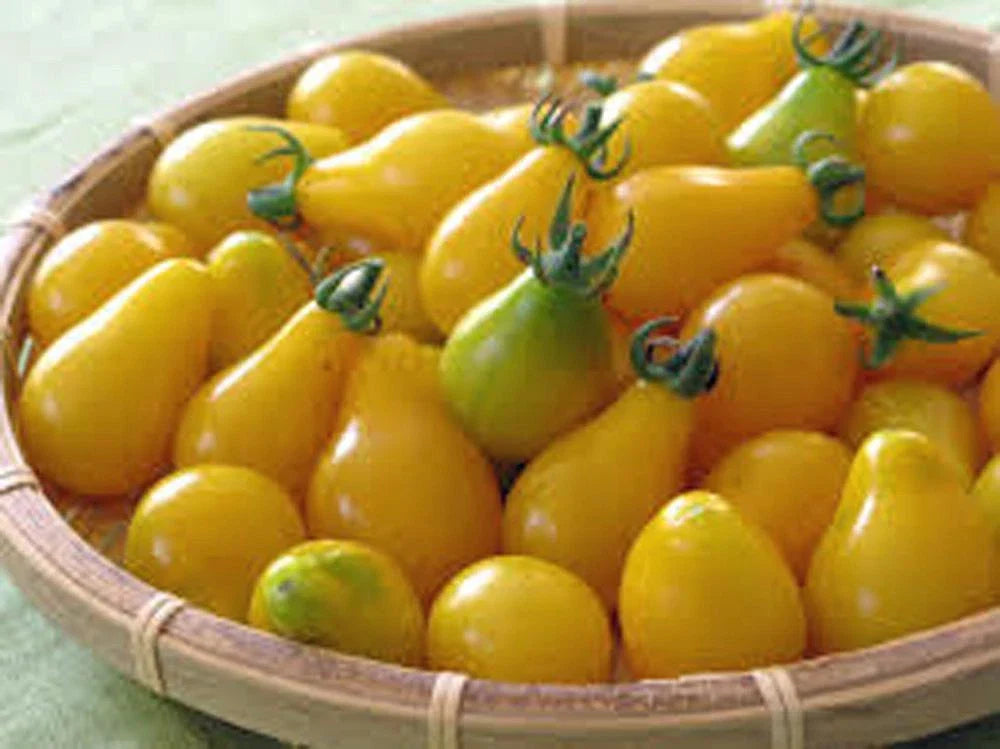 Yellow Pear Tomato Seeds - Heirloom, Non-GMO, 500+ Seeds for Home Gardening, Bright Yellow, Pear-Shaped Tomatoes, Solanum lycopersicum
