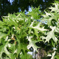 Pin Oak Tree Seedlings | 2-3 Feet Tall | Quercus palustris | Live Tree for Landscaping & Garden