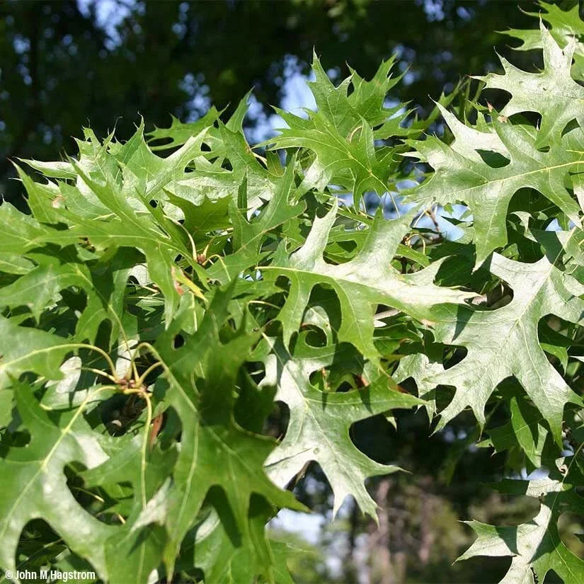 Pin Oak Tree Seedlings | 2-3 Feet Tall | Quercus palustris | Live Tree for Landscaping & Garden