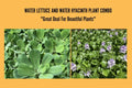Floating Pond Plants Set – Water Hyacinth & Water Lettuce – Eichhornia crassipes & Pistia stratiotes – Live Aquatic Plants for Ponds and Tanks