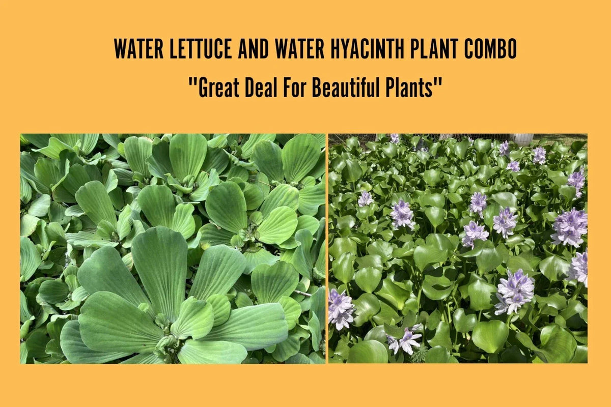 Floating Pond Plants Set – Water Hyacinth & Water Lettuce – Eichhornia crassipes & Pistia stratiotes – Live Aquatic Plants for Ponds and Tanks