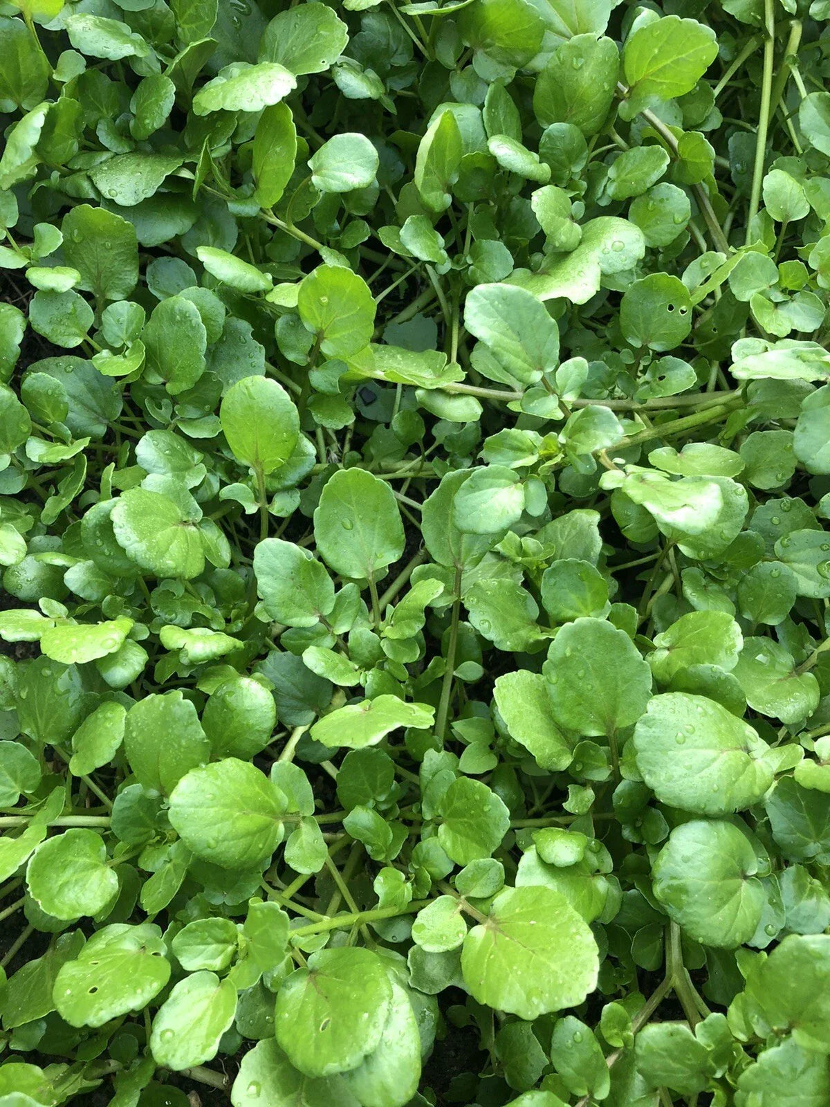 Watercress Live Plant with Roots for Aquariums - Nasturtium officinale
