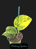 Variegated Scindapsus Jade Satin Aurea Plant in 4" Pot – Indoor Houseplant, Easy Care, Trailing Vine, Scindapsus pictus aureus