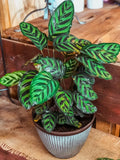 Peacock Calathea Seeds - 25+ Pack, Indoor/Outdoor Planting, Calathea makoyana, Tropical Foliage, Perennial Garden Plant