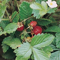 Strawberry Seeds 50+ Heirloom Alexandria Fragaria x ananassa for Home Garden, Container, and Pollinator Gardens