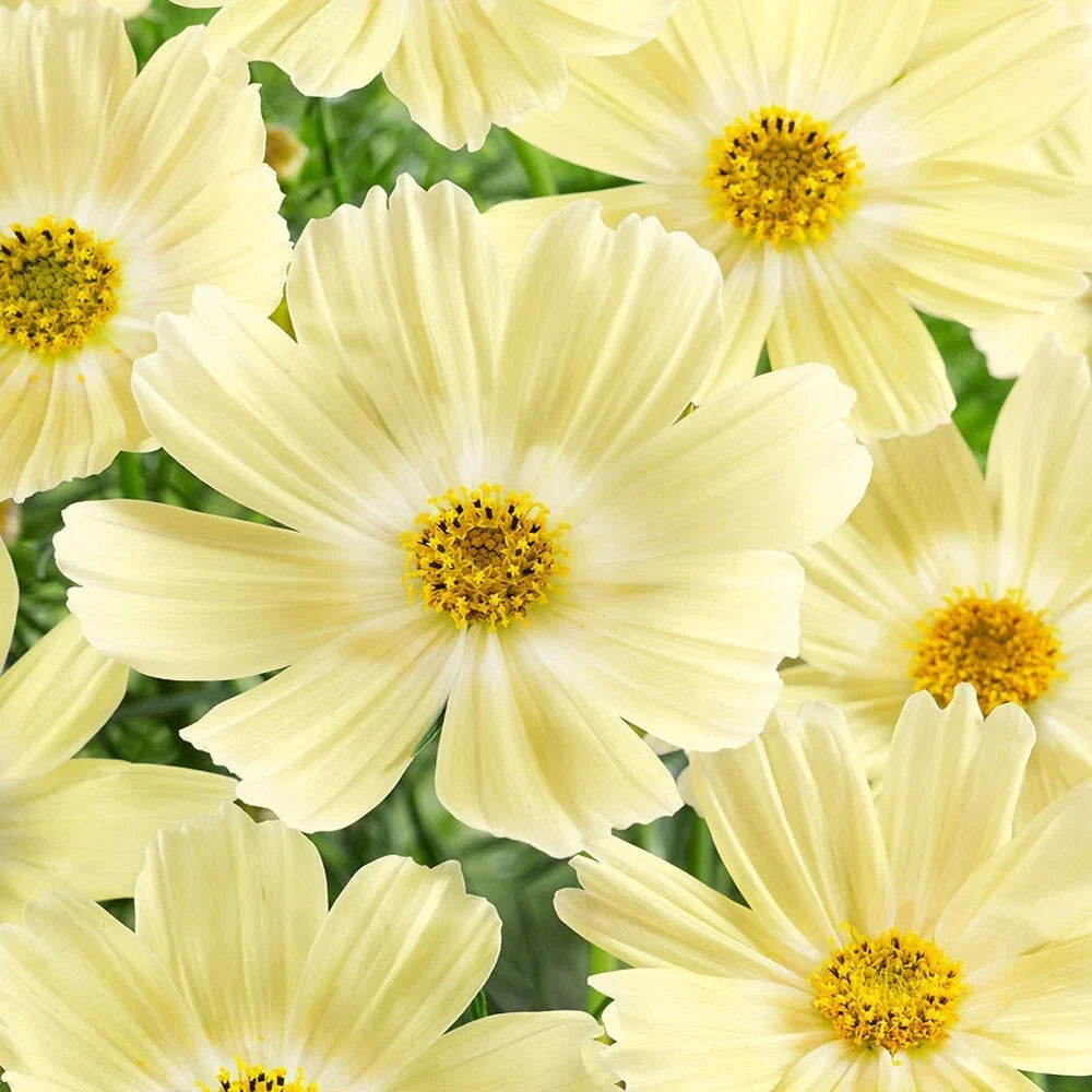 Lemonade Cosmos Seeds - Bright Yellow Flowers - Cosmos sulphureus - Garden Planting Pack of 200+ Seeds