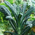 Lacinato Kale Seeds - 1000+ Count, Italian Tuscan Variety, Brassica oleracea sabellica, Non-GMO, Heirloom, Easy to Grow