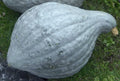 Blue Hubbard Squash Seeds - Organic Heirloom Cucurbita maxima, Non-GMO, Full Sun, Versatile for Baking & Cooking