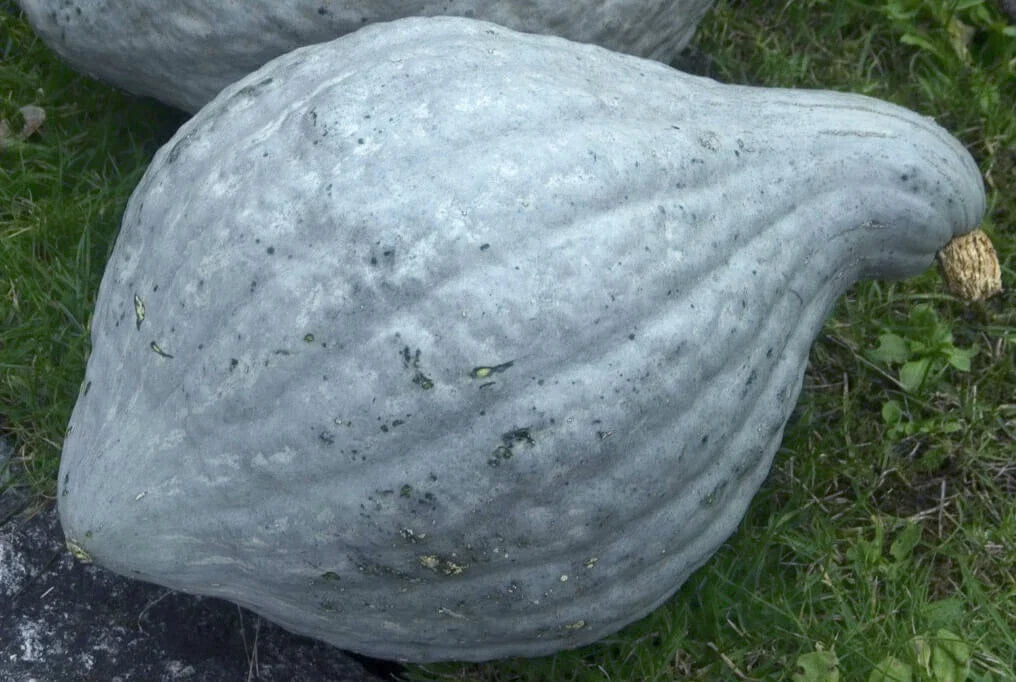 Blue Hubbard Squash Seeds - Organic Heirloom Cucurbita maxima, Non-GMO, Full Sun, Versatile for Baking & Cooking